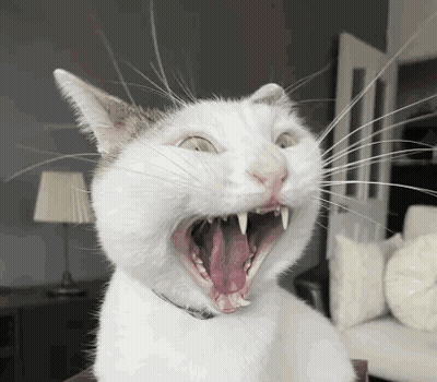 A White Cat Yawning With Its Mouth Open GIF