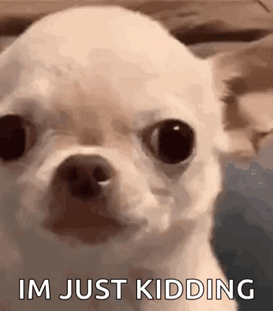 A White Chihuahua Dog Is Looking At The Camera With The Words `` Im Just Kidding '' Written On It . GIF
