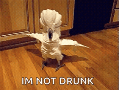 A White Cockatoo Is Standing On A Wooden Floor With Its Wings Outstretched And The Words `` Im Not Drunk '' Behind It GIF