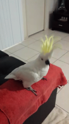 A White Cockatoo With A Yellow Crest Sits On A Red Blanket GIF