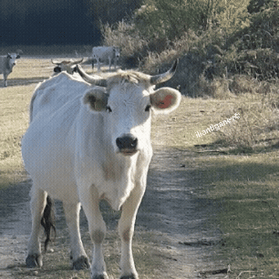 A White Cow With Horns Is Standing On A Dirt Road With A Watermark That Says " Ivansanchez " On The Bottom GIF