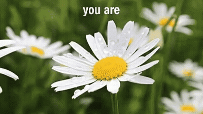 A White Daisy With A Yellow Center Is Surrounded By Other Daisies GIF