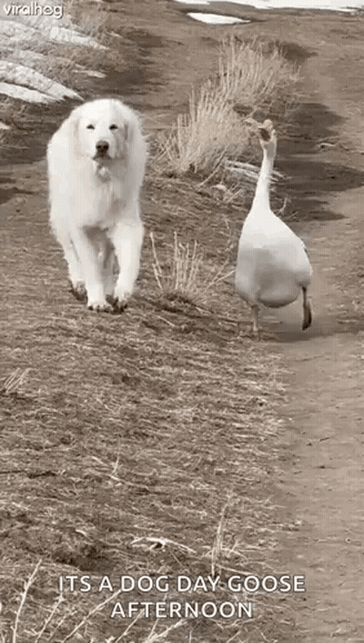 A White Dog And A White Goose Are Walking Down A Dirt Road . GIF