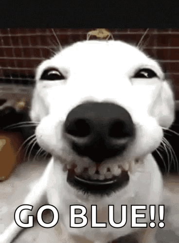 A White Dog Is Laughing And Saying `` Go Blue ! '' GIF