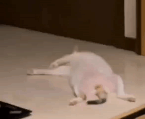 A White Dog Is Laying On Its Back On A Table . GIF
