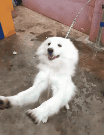 A White Dog Is Laying On Its Back With Water Coming Out Of Its Mouth GIF