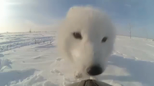A White Dog Is Looking At The Camera In The Snow . GIF