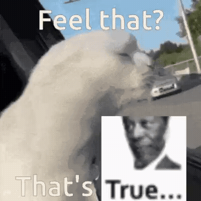 A White Dog Is Looking Out Of A Car Window Next To A Picture Of A Man . GIF