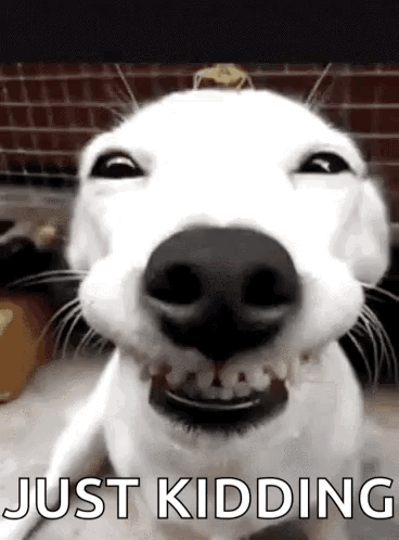 A White Dog Is Making A Funny Face With Its Mouth Open And The Words `` Just Kidding '' Written Below It . GIF