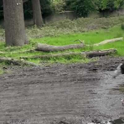 A White Dog Is Playing In A Muddy Puddle GIF