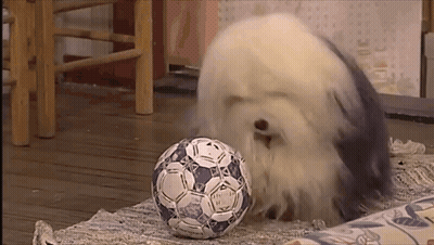 A White Dog Is Playing With A Blue And White Soccer Ball On A Rug . GIF