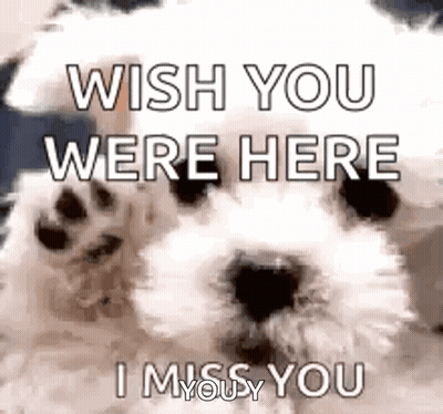 A White Dog Is Saying `` Wish You Were Here , I Miss You '' . GIF