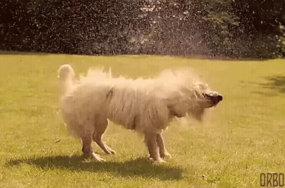 A White Dog Is Shaking Off Water From A Sprinkler While Standing In The Grass . GIF