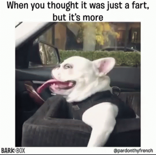 A White Dog Is Sitting In A Car With Its Tongue Out GIF