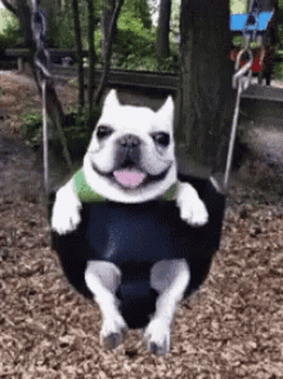 A White Dog Is Sitting On A Black Swing With Its Tongue Out . GIF