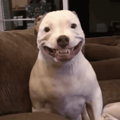 A White Dog Is Sitting On A Brown Couch And Smiling . GIF