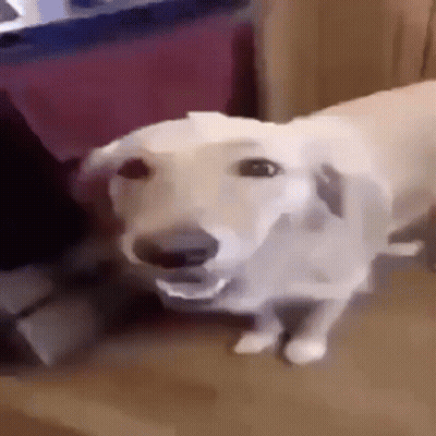 A White Dog Is Sitting On A Couch And Looking At The Camera With Its Mouth Open . GIF