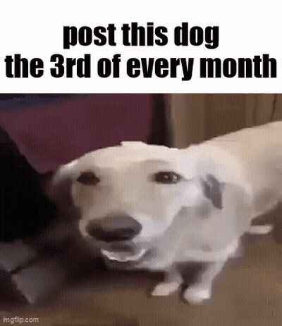 A White Dog Is Sitting On A Couch With Its Mouth Open . GIF