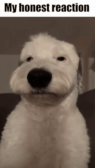 A White Dog Is Sitting On A Couch With The Words My Honest Reaction Below It GIF