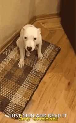 A White Dog Is Sitting On A Rug In A Room . GIF