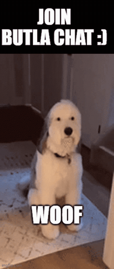 A White Dog Is Sitting On A Rug With The Words Join Butla Chat Woof GIF