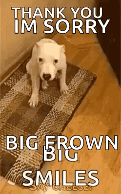 A White Dog Is Sitting On A Rug With The Words `` Thank You Im Sorry Big Brown Big Smiles '' Written On It . GIF