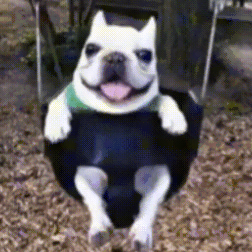 A White Dog Is Sitting On A Tire Swing With Its Tongue Out GIF
