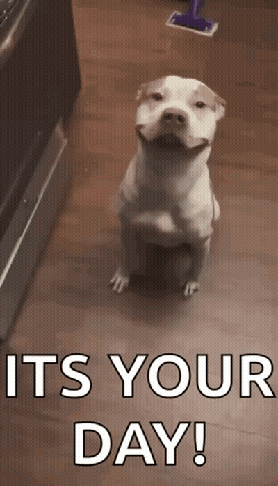 A White Dog Is Sitting On A Wooden Floor With The Words `` It 'S Your Day ! '' Below It . GIF
