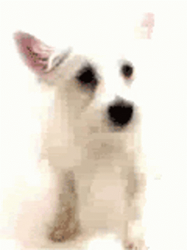 A White Dog Is Sitting On Its Hind Legs And Looking Up . GIF