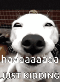 A White Dog Is Smiling And Looking At The Camera With The Words Just Kidding Above It . GIF