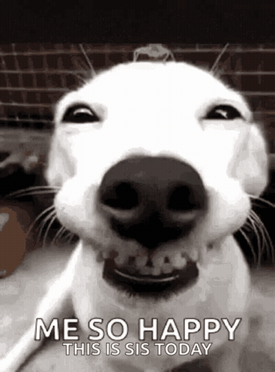 A White Dog Is Smiling And Making A Funny Face . GIF