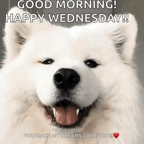 A White Dog Is Smiling And Says Good Morning Happy Wednesday GIF