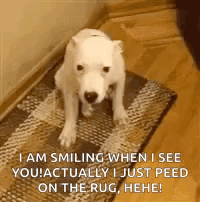 A White Dog Is Smiling When I See You ! Actually I Just Peed On The Rug , Hee ! GIF