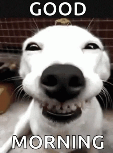 A White Dog Is Smiling With The Words `` Good Morning '' Above It . GIF