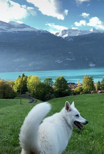 A White Dog Is Standing In A Grassy Field With Mountains And A Lake In The Background GIF