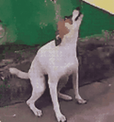A White Dog Is Standing In Front Of A Green Wall . GIF