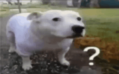 A White Dog Is Standing In The Grass With A Question Mark On It . GIF