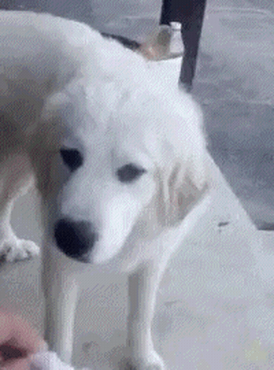 A White Dog Is Standing On A Concrete Floor Next To A Person . GIF