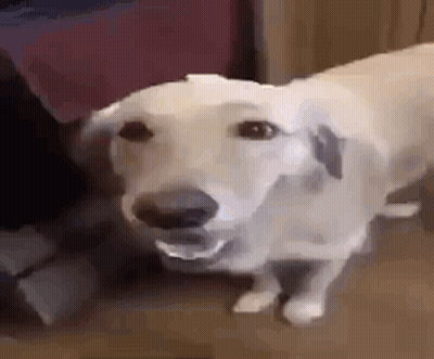 A White Dog Is Standing On A Floor With Its Mouth Open And Looking At The Camera . GIF