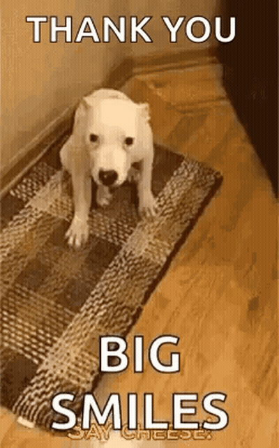 A White Dog Is Standing On A Rug On The Floor And Saying `` Thank You Big Smiles '' . GIF