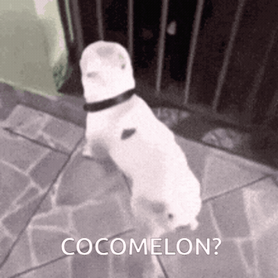 A White Dog Is Standing On A Sidewalk With The Words Cocomelon Written On The Bottom GIF