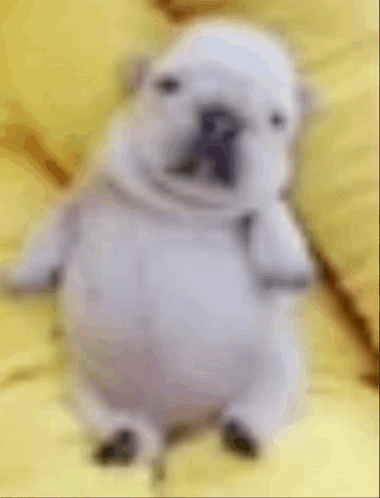 A White Dog Is Standing On A Yellow Blanket . GIF