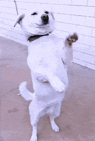 A White Dog Is Standing On Its Hind Legs GIF