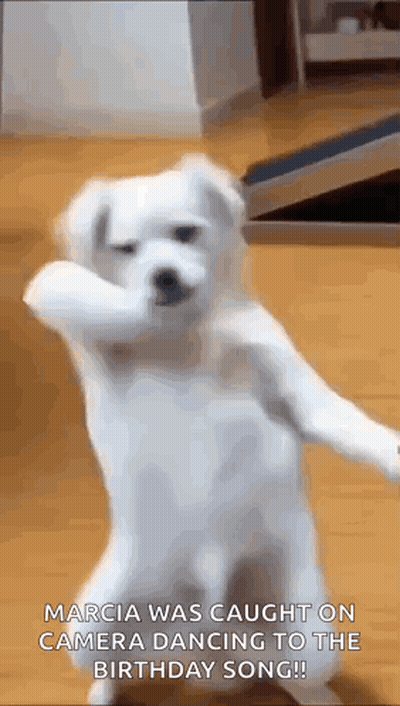 A White Dog Is Standing On Its Hind Legs And Dancing To The Birthday Song . GIF
