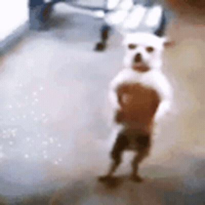 A White Dog Is Standing On Its Hind Legs On A Carpet . GIF