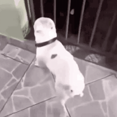 A White Dog Is Standing On Its Hind Legs On A Sidewalk . GIF