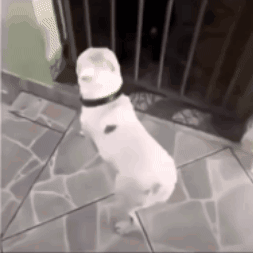 A White Dog Is Standing On Its Hind Legs On A Tiled Floor In Front Of A Fence . GIF