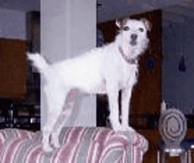 A White Dog Is Standing On Top Of A Pink And Grey Striped Couch . GIF