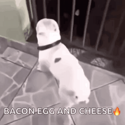 A White Dog Is Walking On A Sidewalk With The Words Bacon Egg And Cheese Below It GIF