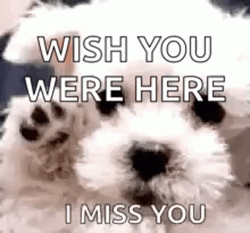 A White Dog Is Waving Its Paw And Saying `` Wish You Were Here , I Miss You '' . GIF